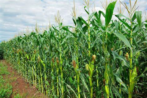 Amos Rutherford Azinu: Revolutionising maize farming with climate-smart seeds