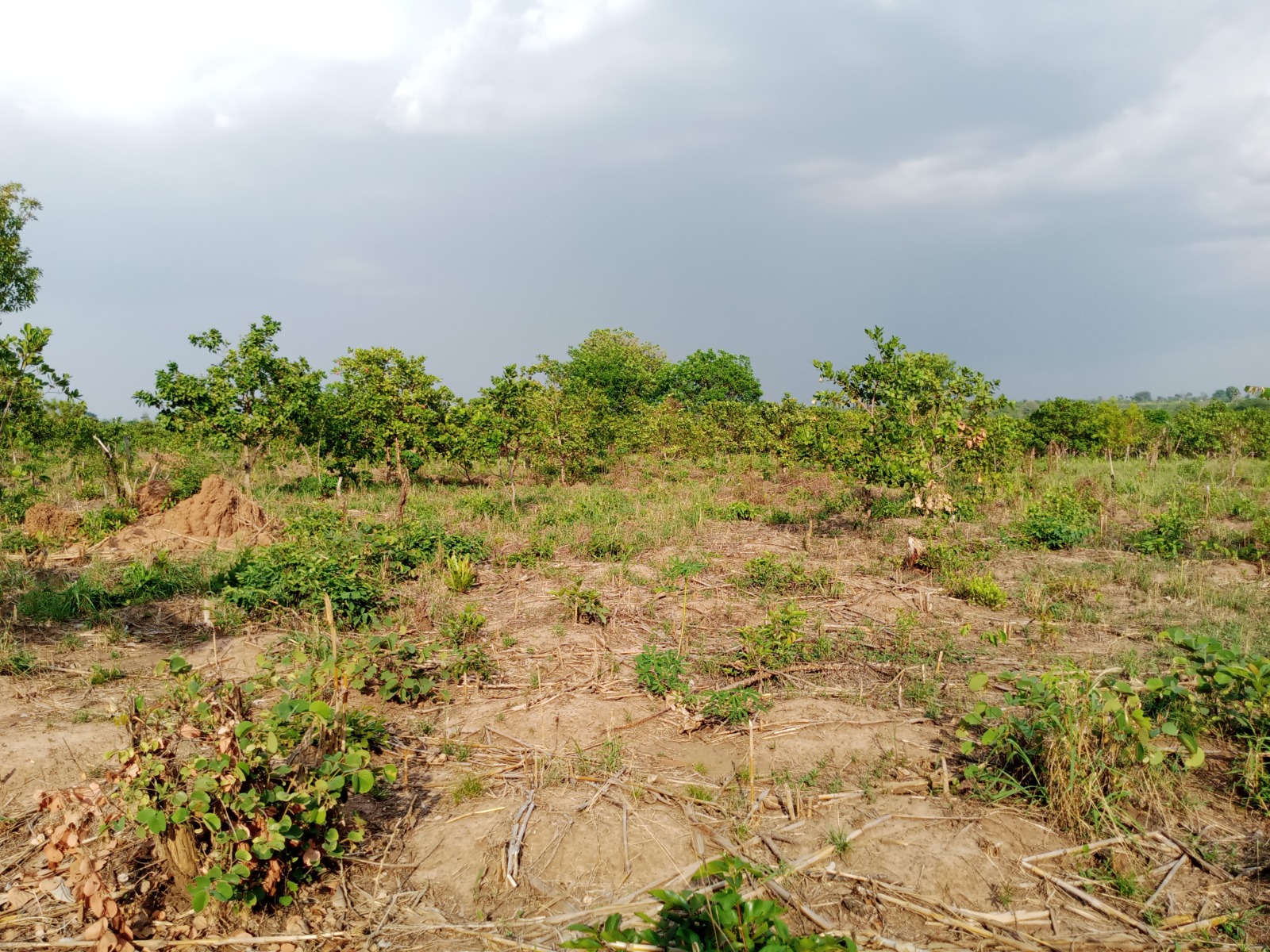 Pan-African Seed Governance Conference ends with consensus to defend Farmer Managed Seed Systems