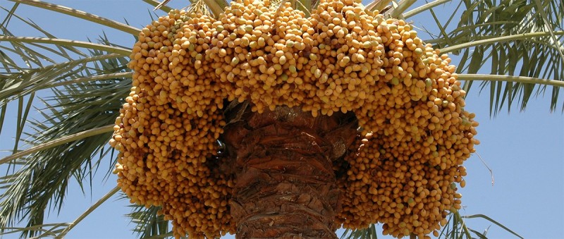 Ministry Counts 115,000 Tonnes of Dates Produced in 2023-24 Season
