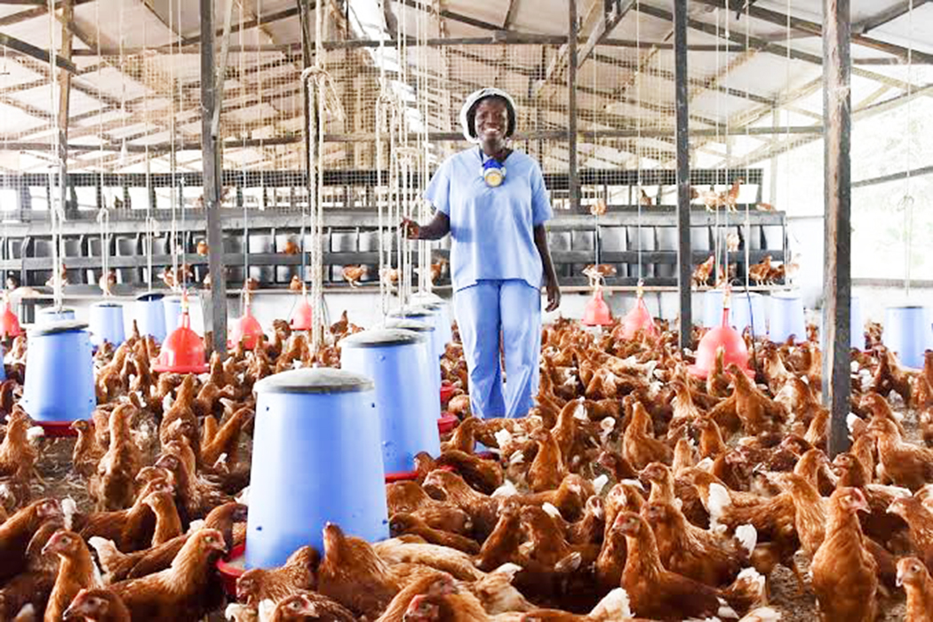 Firm, FUNAAB Partner for Entrepreneurial Poultry Project