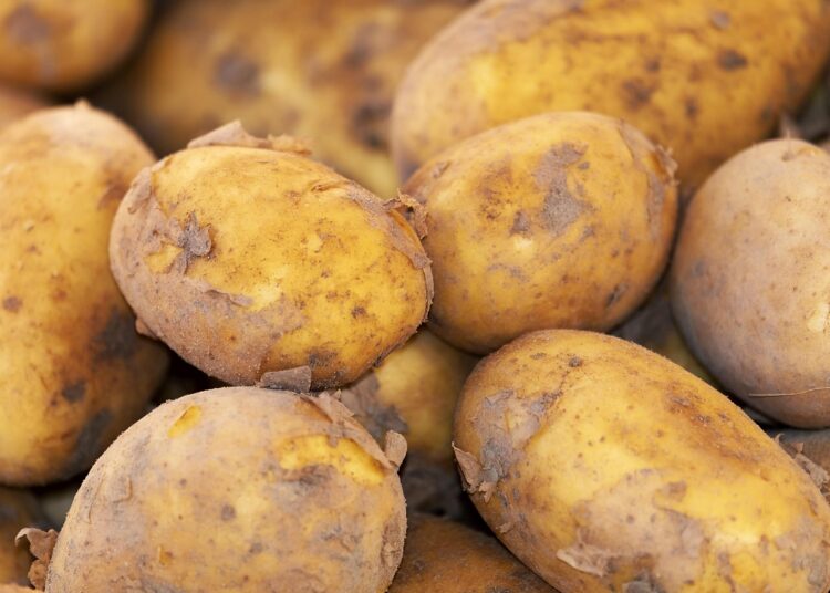 Morocco’s Potato Exports Make Strong Comeback After Five-Year Decline