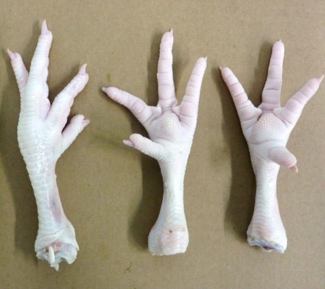 Grade A Frozen chicken Feet and Frozen chicken Paws- buying leads