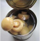 Best Quality Canned Common Cultivatea Mushroom