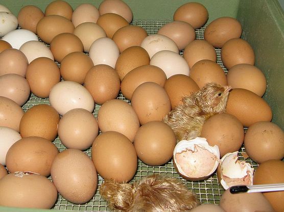 Chicken Broiler Hatching(Ross/Cobb)