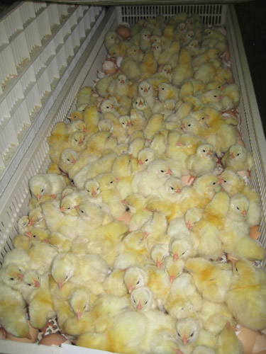 BROILER DAY OLD CHICKS