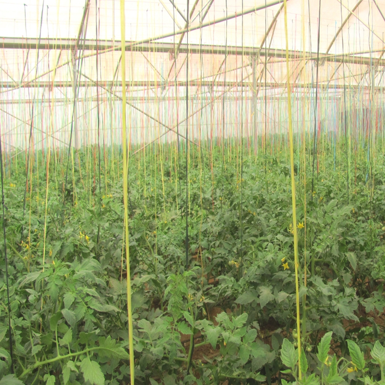 Poly film china greenhous for tomato - buying leads